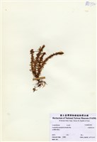 藏品(反捲葉石松)的圖片